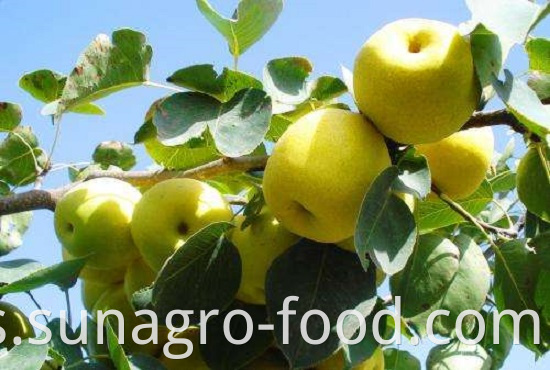 Provide Fresh Regular Snow Pear